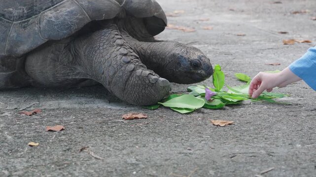 Giant turtle head close up. Tortoise is eating leaves and flowers on a tropical island road surrounded by tropical vegetation