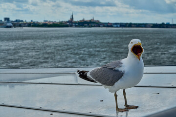 seagull sitting on the railing of a car ferry.