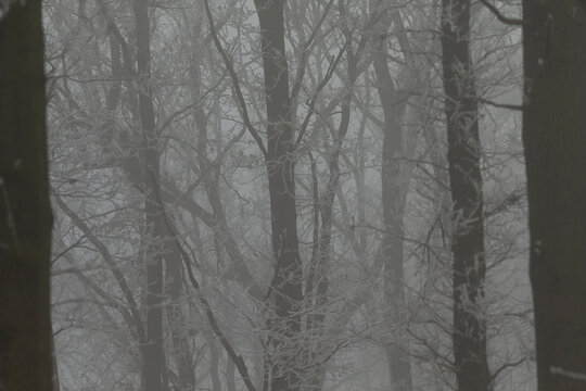 This image captures a striking black and white photograph depicting a foggy forest scene featuring trees that are completely bare of leaves