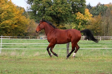 side view of a brown quarter horse with black mane running in a fenced field