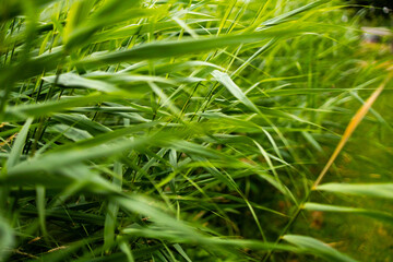 Lush green grass swaying in the wind with a vibrant natural background
