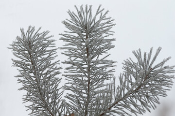 This is a closeup image of a pine tree branch set against a plain white background, highlighting...