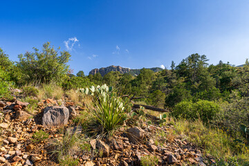 Scenic View at Big Bend Nationalpark, Texas, USA