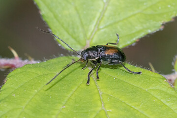 Textured Beetle Posed on Vibrant Green Leaf