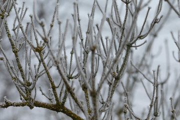 A large tree featuring a multitude of branches, all beautifully blanketed in a thick layer of pure white snow, creating a stunning winter scene