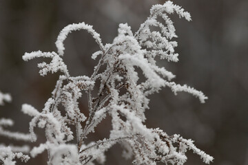 Here is a closeup image that beautifully captures a tree branch covered in soft, delicate...