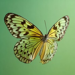 Fototapeta premium A delicate butterfly with intricate patterns gracefully floats against a soft, gradient backdrop. This macro shot shows the intricate details of its wings.