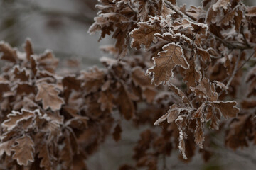 This is a closeup image showcasing a tree branch adorned with leaves that are beautifully covered...