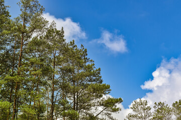 Tall pine trees stand against a bright blue sky with scattered white clouds, creating a peaceful and refreshing natural scene.