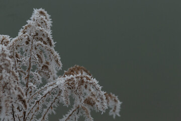 A closeup view of a tree branch that is beautifully covered in delicate layers of frost, glistening...