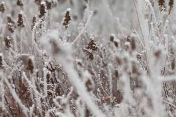 This image showcases a detailed closeup view of a vibrant field of plants that are beautifully covered in a layer of glistening frost