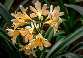 Yellow lilies in the garden close-up.