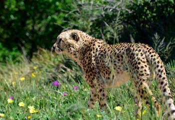 leopard in the grass