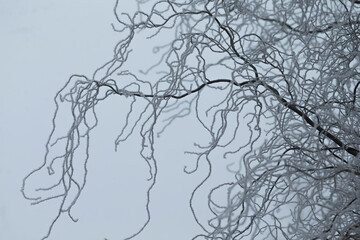 This is a striking black and white photograph showcasing a tree whose branches are beautifully...