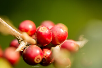 Farmer concept harvest fruit ripe coffee seed robusta arabica berry close up fresh green leaf bean...