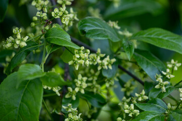 Obraz premium Euonymus europaeus, common spindle spring flowers closeup selective focus