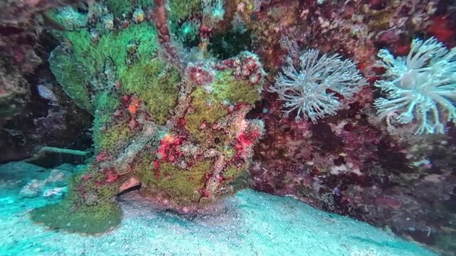 Frogfish camouflages itself as a coral reef. Frogfish in ambush. A green frogfish hides among a coral reef and periodically opens its mouth.