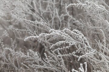 This is a captivating black and white photo showcasing a bush that is fully covered in a thick layer of pristine snow