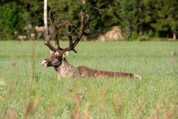 Rangifer tarandus fennicus