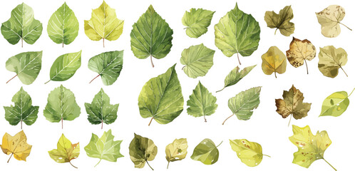 aspen leaf watercolor clipart