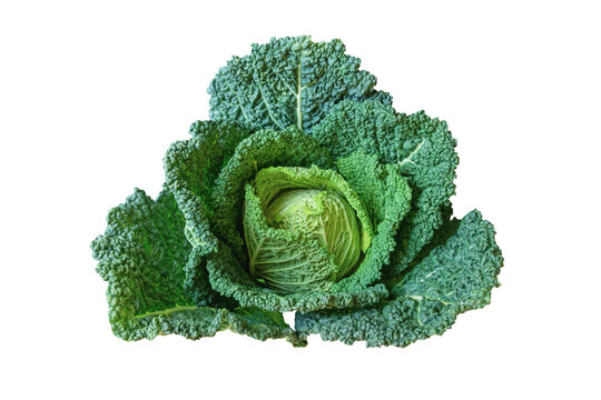 Savoy cabbage head isolated on white background
