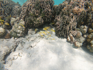 coral reef and see 