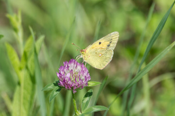 Clouded Yellow (Colias croceus) Butterfly perched on pink flower in Zurich, Switzerland
