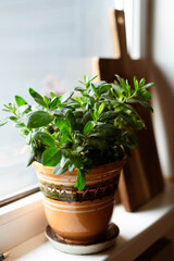 A flowerpot with an Azalea plant on a windowsill at home
