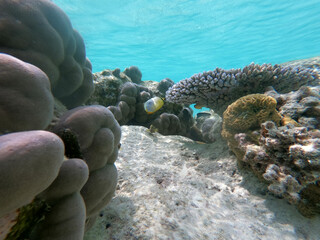 coral reef and see 