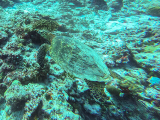 sea turtle swimming