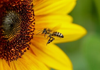 Flying honey bee collecting pollen at sun flower.Bee flying over the yellow flower in blur...