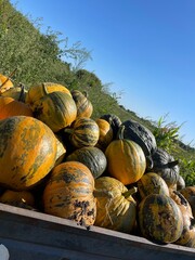 pumpkin on the ground