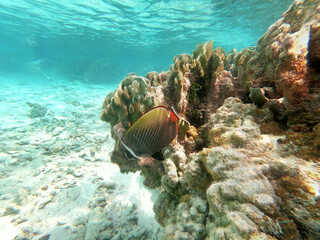coral reef and see