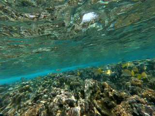 coral reef and see