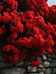 Close-up of a group of red flowers growing on a stone wall. the flowers are in full bloom and are clustered together, creating a beautiful and vibrant display.