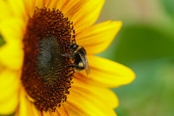 Bumblebee on yellow flower eating nectar. Bombus lucorum on sunflower in summer.
