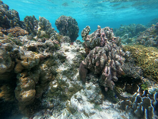 coral reef and see
