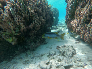 coral reef and see