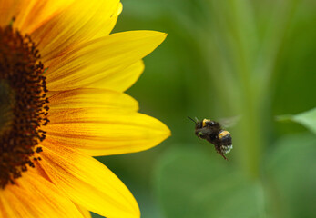 Bumblebee flies to the yellow flower of a sunflower
