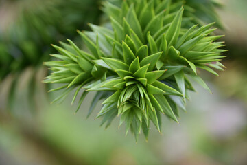 Pointy Sharp Leaves on a Unsual Plant