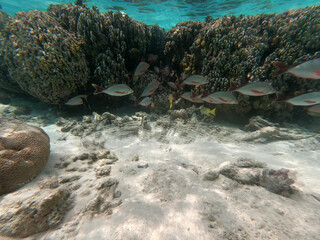 coral reef and see