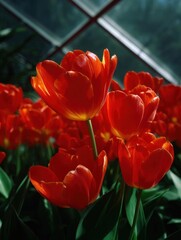 Close-up of a group of red tulips in a greenhouse. the tulips are in full bloom, with their petals open wide and their vibrant red color standing out against the green foliage.