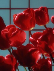 Close-up of a group of red tulips. the tulips are in full bloom, with their petals open wide and their stems visible.