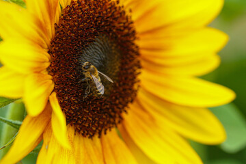 A bee meticulously gathers pollen from the center of a bright sunflower