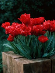 Group of red tulips in a wooden planter. the planter is made of a light-colored wood and is placed on a grassy surface.
