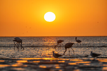 Greater flamingos (Phoenicopterus roseus) in lagoon at sunset, sun above water with blurred gulls in foreground, Walvis Bay (Namibia) © Sebastien Barrio