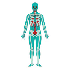 A vibrant blue 3D medical illustration of a female human skeleton showcases the intricate anatomy, bones, and muscular system