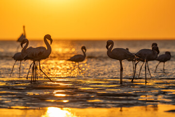 Low-angle view of lesser flamingos (Phoeniconaias minor) in golden water, sun reflecting like a mirror, Walvis Bay (Namibia) © Sebastien Barrio