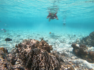 coral reef and see