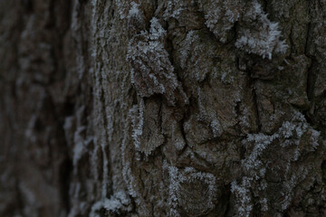 This image captures a closeup view of a tree trunk covered in a layer of fresh snow, highlighting...